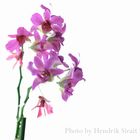 Orchid