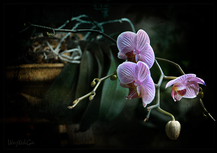 Orchid...