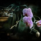 Orchid...