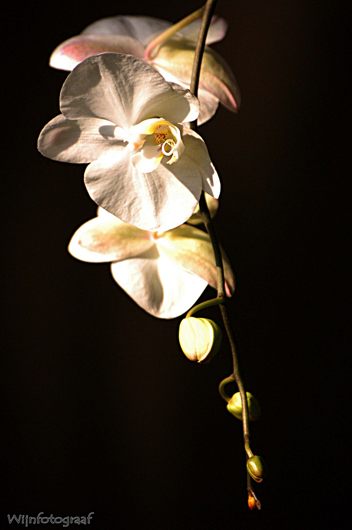 Orchid...