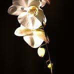 Orchid...