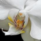 Orchid - Abstract Detail