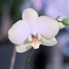 Orchid