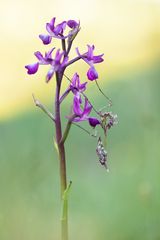 orchid alien