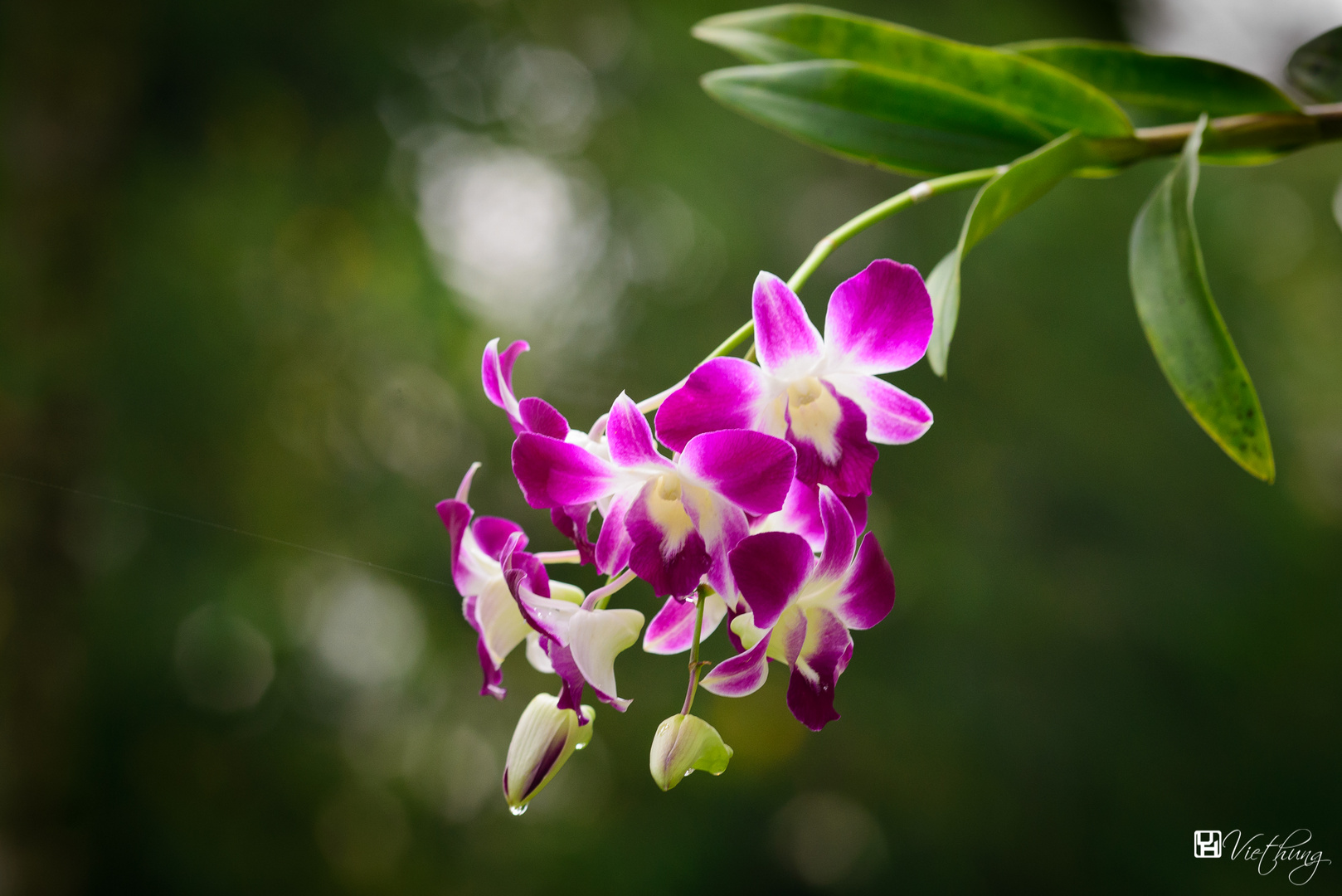 Orchid and bokeh