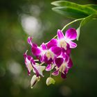 Orchid and bokeh