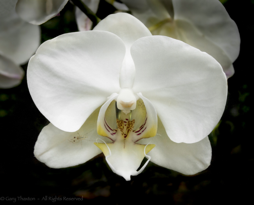 Orchid and Friend 2