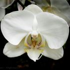 Orchid and Friend 2