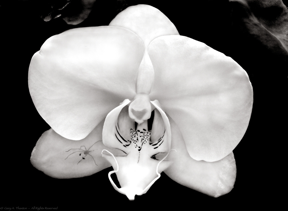 Orchid and Friend