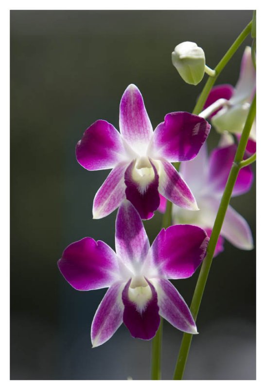 Orchid