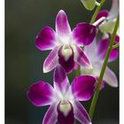 Orchid