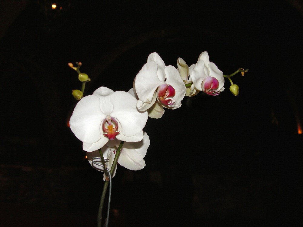 Orchid