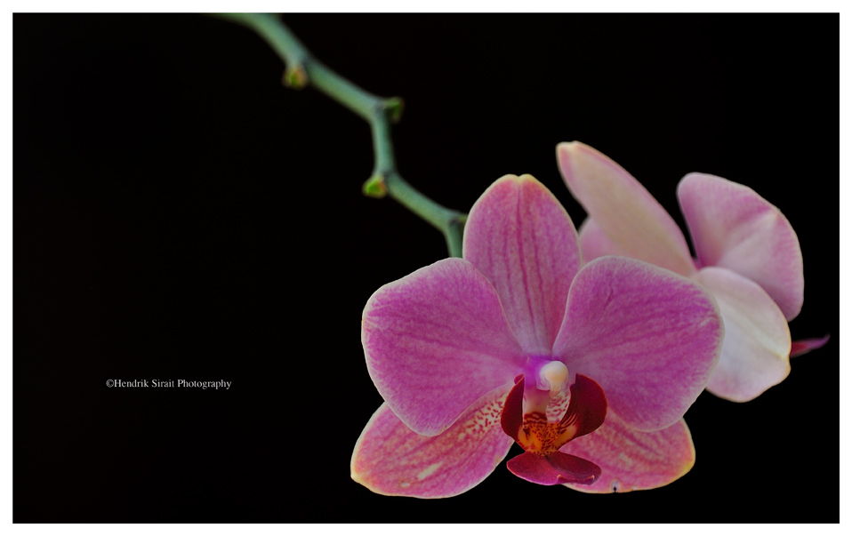 Orchid