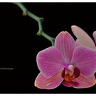 Orchid