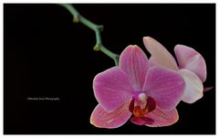 Orchid