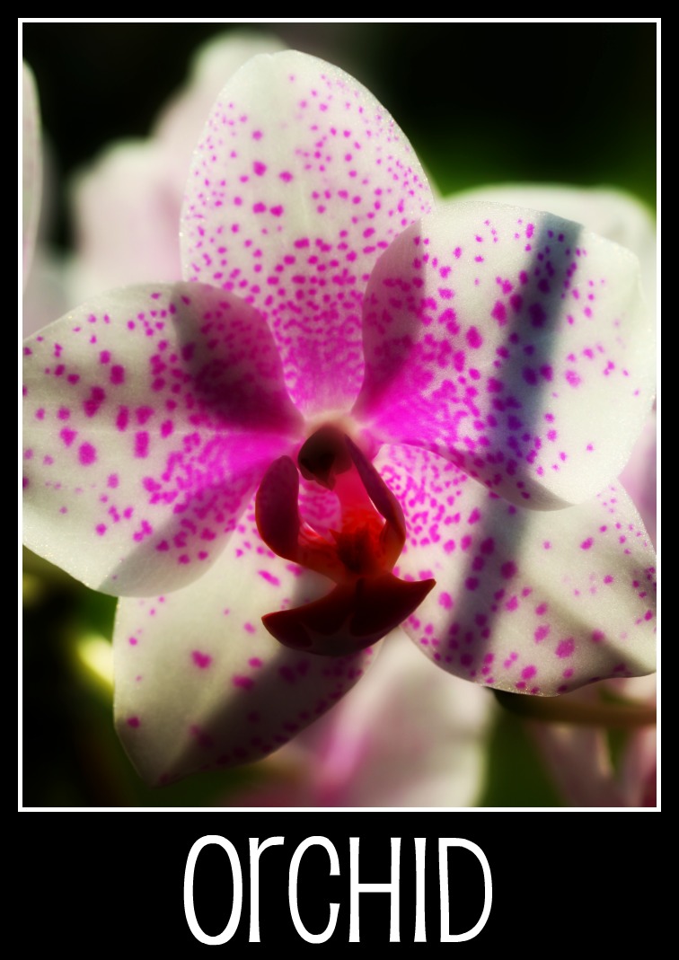 orchid