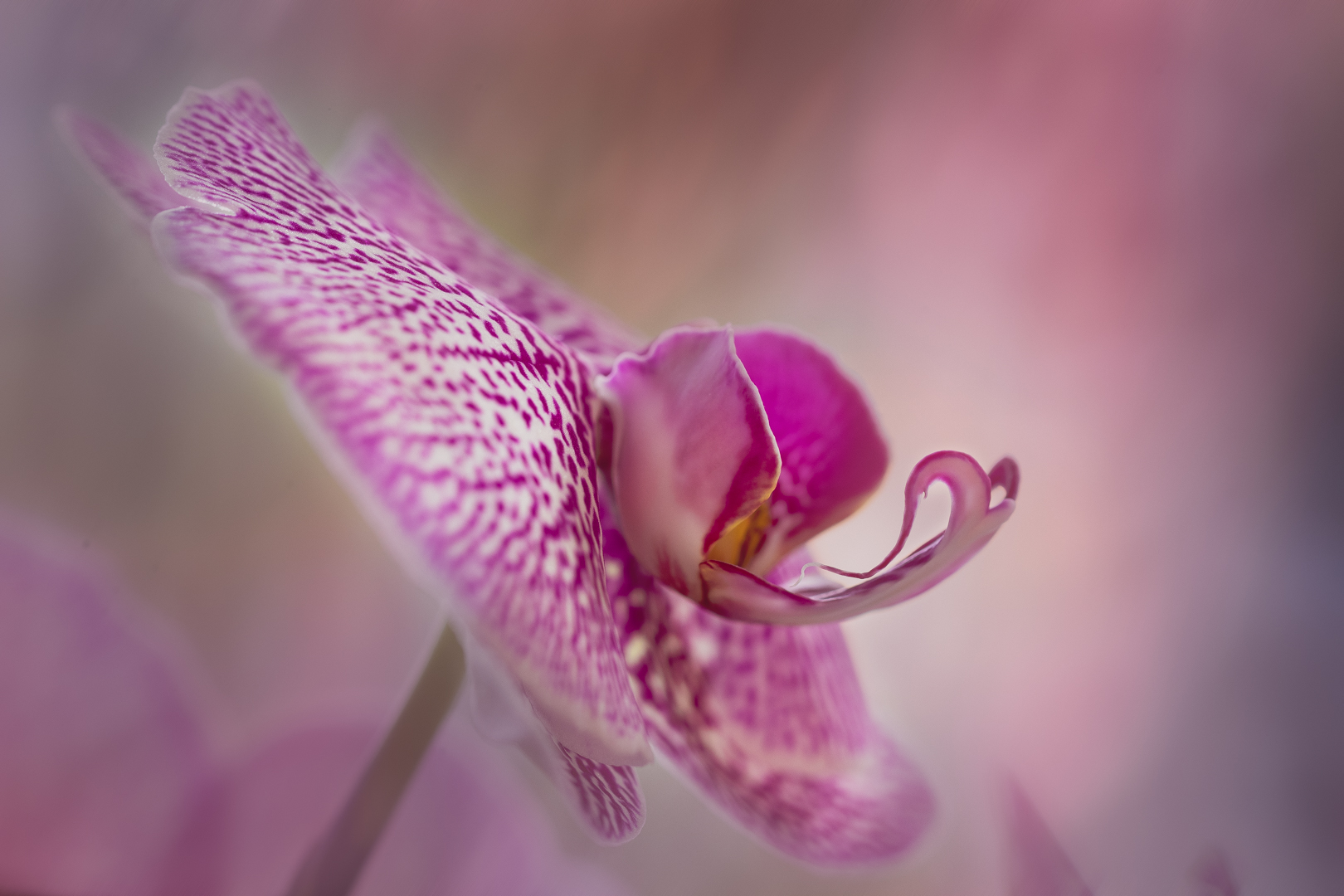 Orchid Bloom