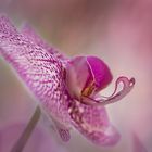 Orchid Bloom