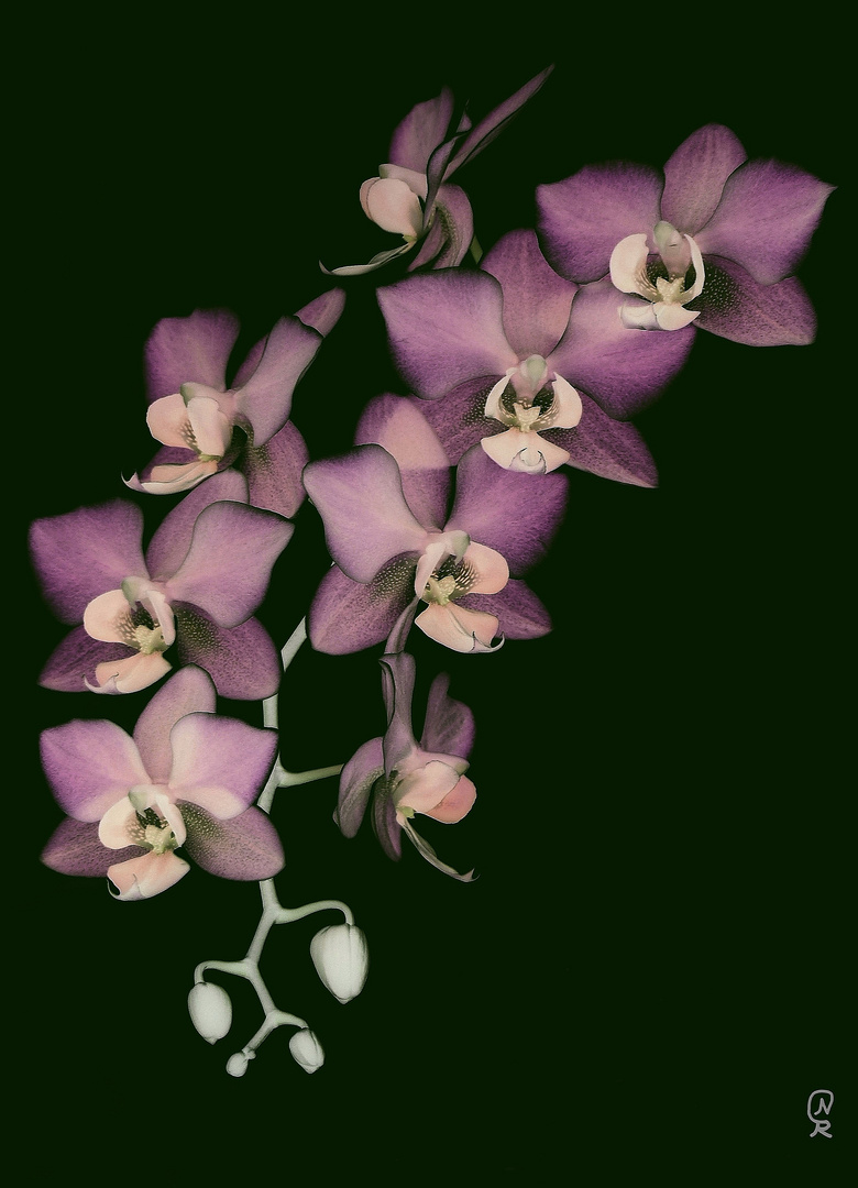 Orchid Blossoms