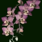 Orchid Blossoms