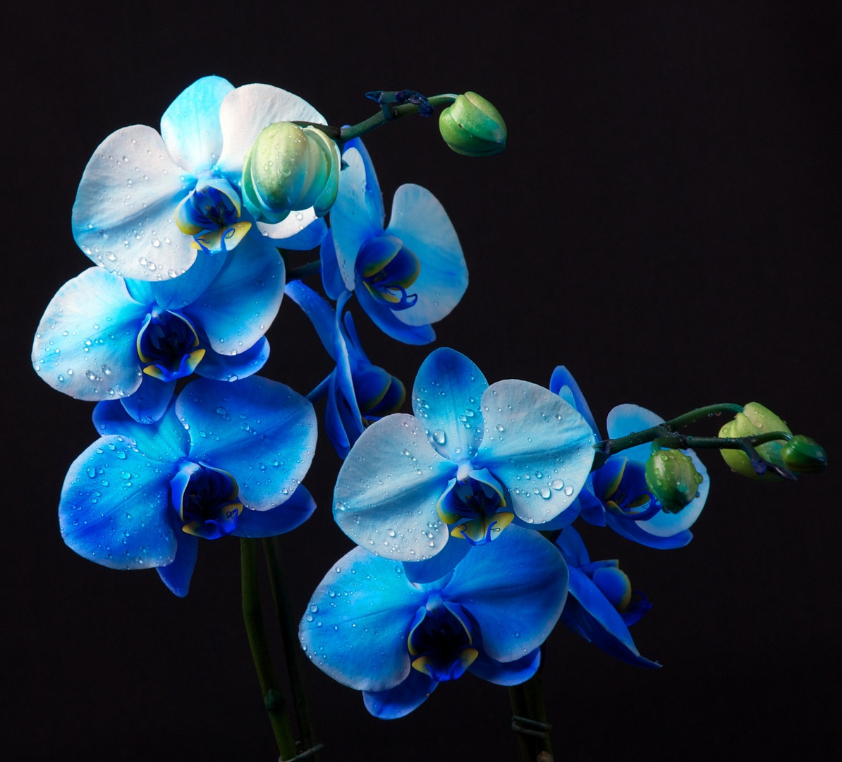 Orchid blue photo & image plants, fungi & lichens, flowers, orchids