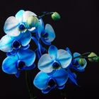 Orchid blue