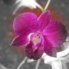 orchid blue