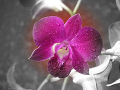 orchid blue