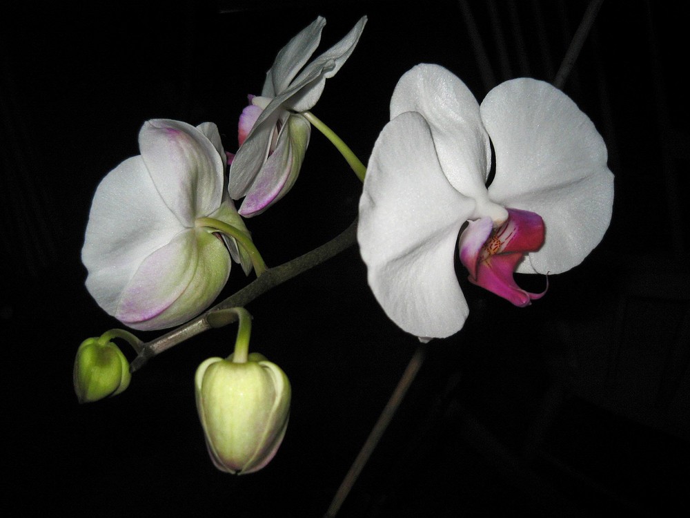 Orchid Buds