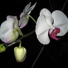 Orchid Buds