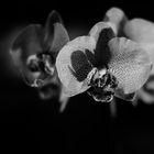 Orchid bw