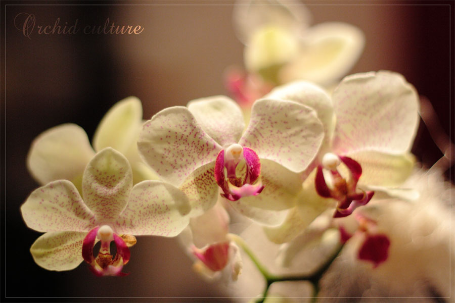 Orchid culture