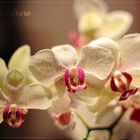 Orchid culture