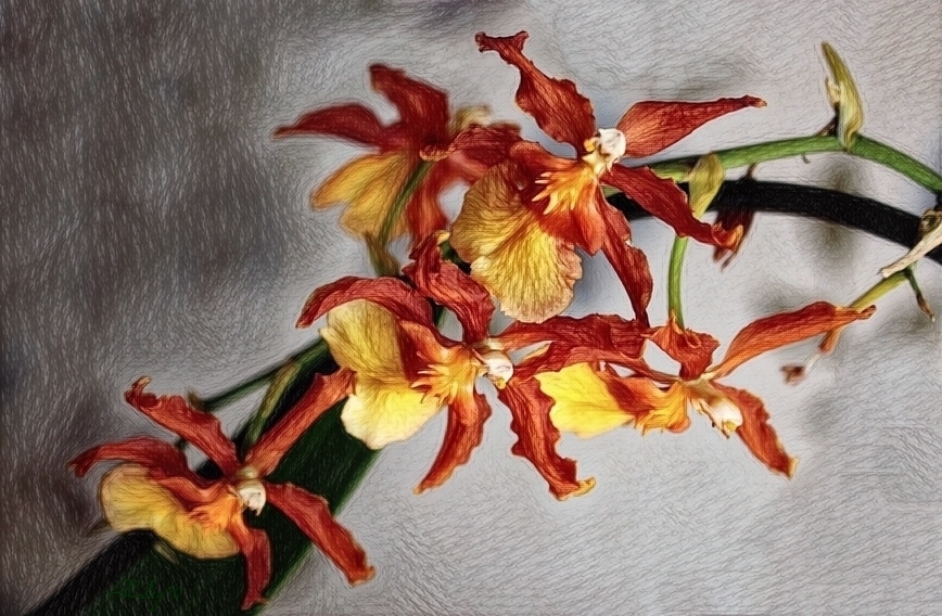 Orchid Cumbria