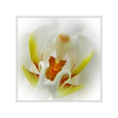 Orchid