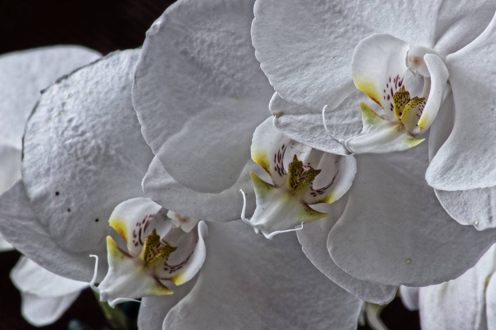 Orchid