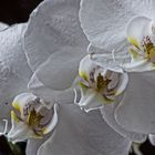 Orchid