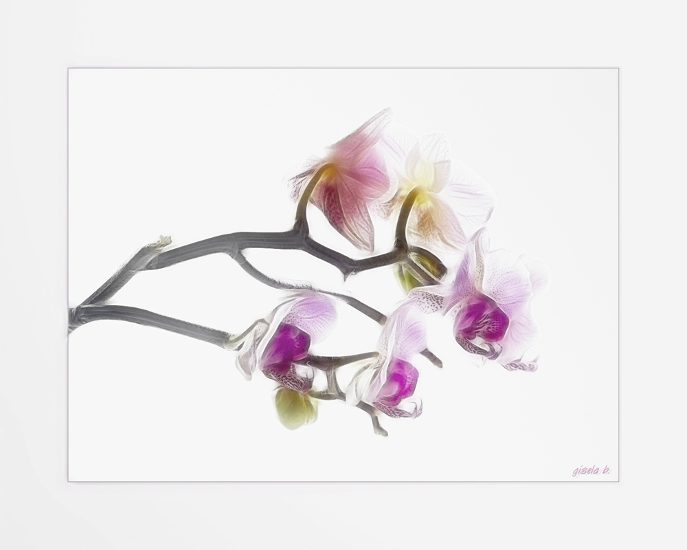 ...orchid