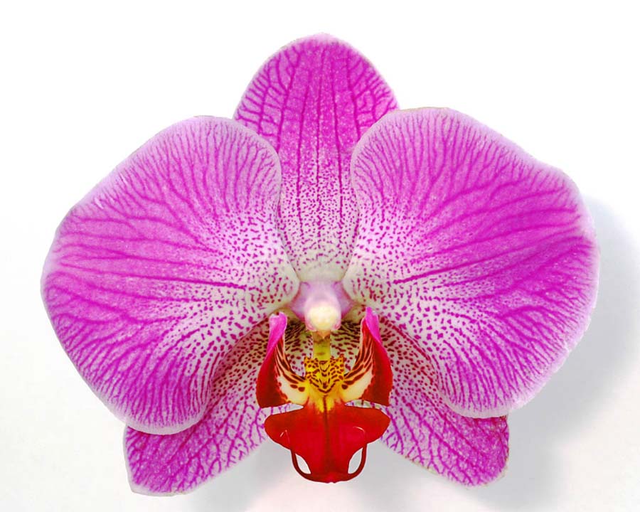 Orchid