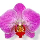 Orchid