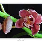 Orchid