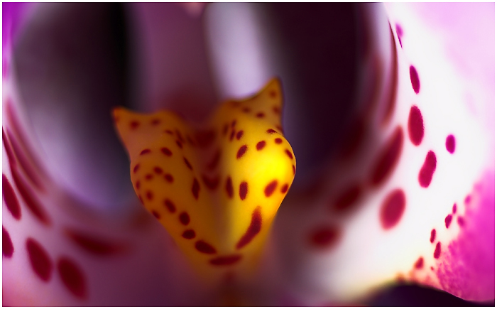 orchid (detail)