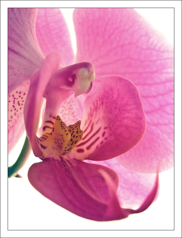 Orchid Dreams