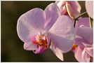 COM: ... orchid during sunset ... von Chris P.