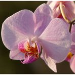 ... orchid during sunset ...