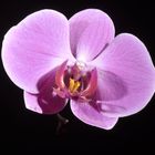 Orchid