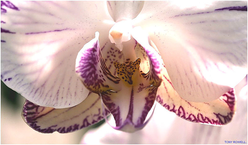 ORCHID.