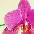 orchid