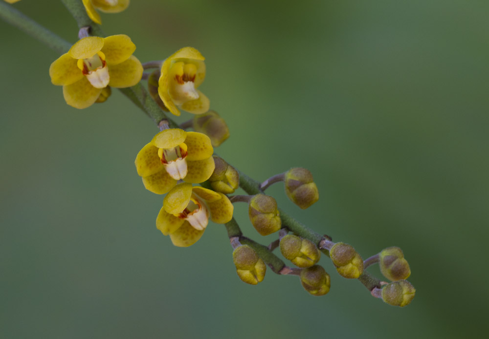 Orchid flower