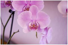 Orchid flower